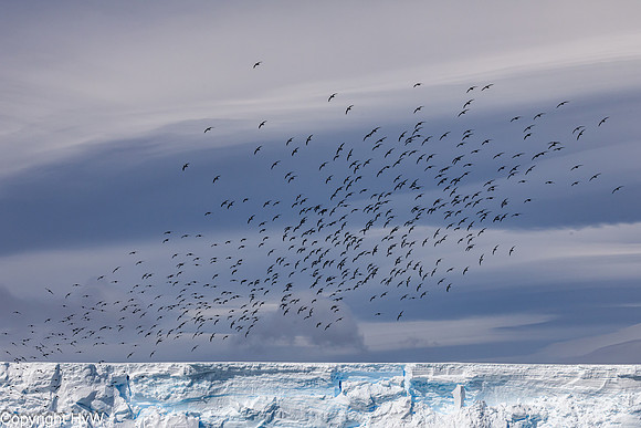 Kaapse stormvogels