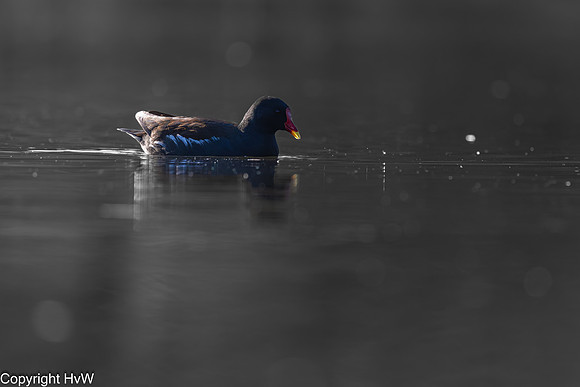 Waterhoentje