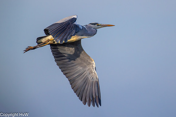 Blauwe reiger