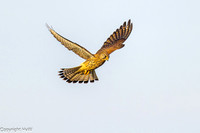 Biddende torenvalk