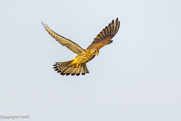 Biddende torenvalk