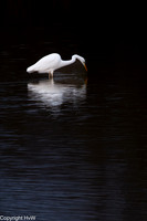 Grote zilverreiger