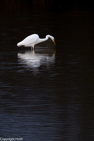 Grote zilverreiger