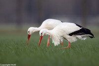 Ooievaar