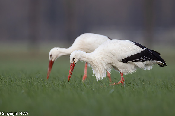 Ooievaar