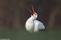 Ooievaar