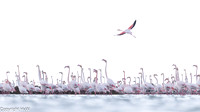 Flamingo's in de Ebrodelta