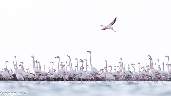 Flamingo's in de Ebrodelta