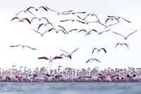 Flamingo's in de Ebrodelta