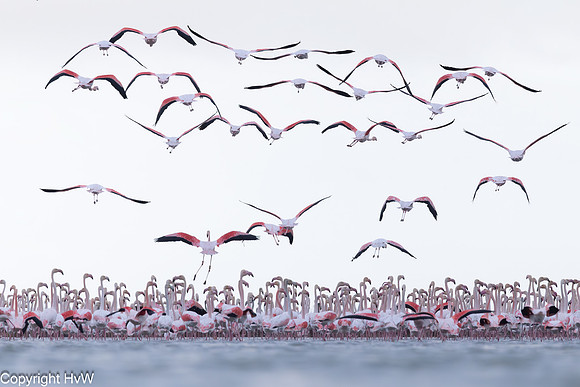 Flamingo's in de Ebrodelta