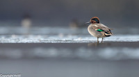 Wintertaling