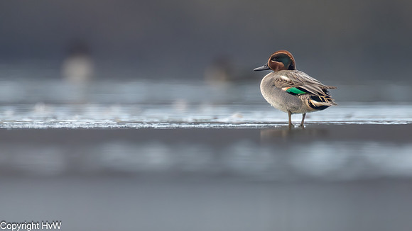 Wintertaling