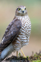 Sperwer