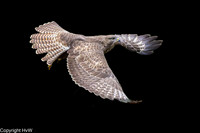 Buizerd