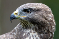 Buizerd