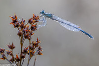 Blauwe breedscheenjuffer