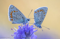 Icarusblauwtjes