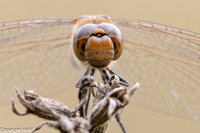Bruinrode heidelibel