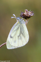 Klein geaderd witje