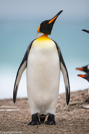 Koningspinguïn