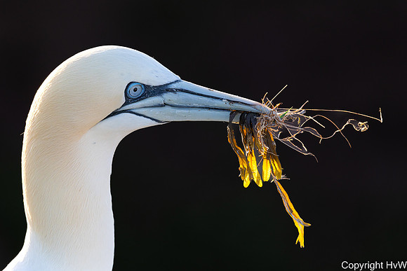 Nestmateriaal