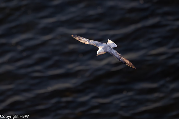 Noordse stormvogel