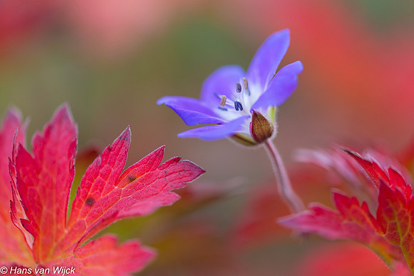 Wilde geranium