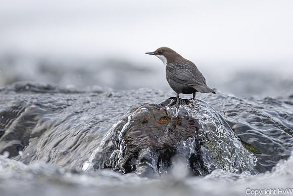 Waterspreeuw