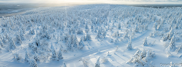 Kuntivaara