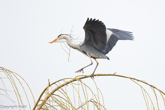 Blauwe reiger