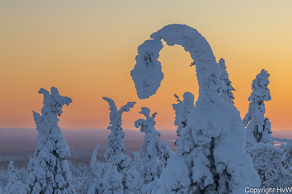 Kuntivaara, besneeuwde sparren