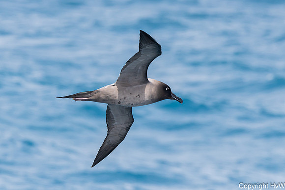 Roetkopalbatros